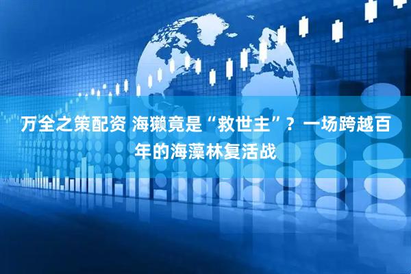 万全之策配资 海獭竟是“救世主”？一场跨越百年的海藻林复活战