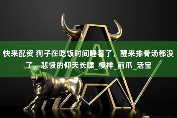 快来配资 狗子在吃饭时间睡着了,醒来排骨汤都没了,悲愤的仰天长啸_模样_前爪_活宝
